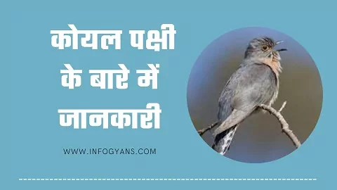 हिंदी में कोयल पक्षी जानकारी 2021 | Koyal Bird Information In Hindi