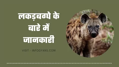 लकड़बग्घे के बारे में जानकारी 2021 | Hyena In Hindi | INFOGYANS